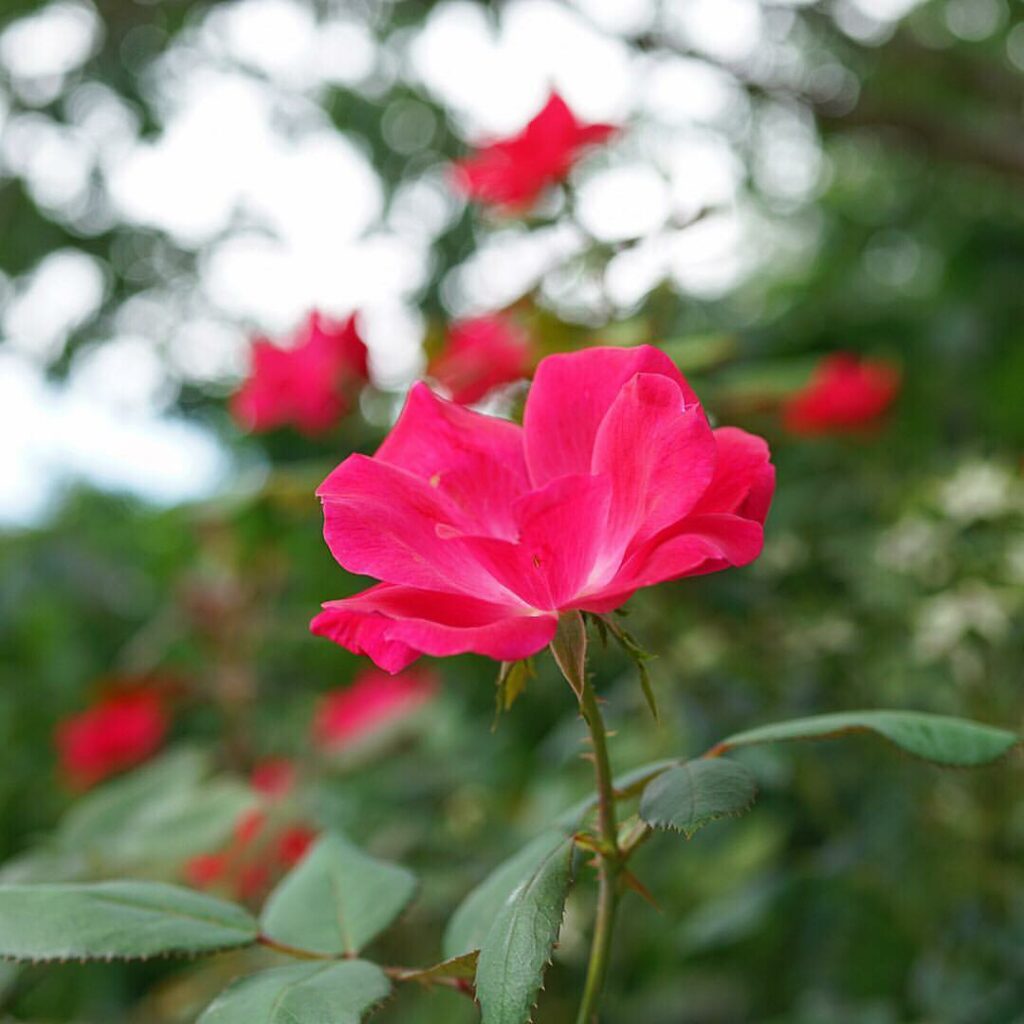 Rose Petals Floating Rockfowl