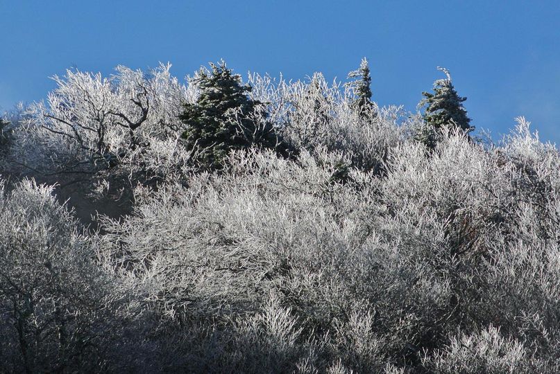 Frost caught in branches