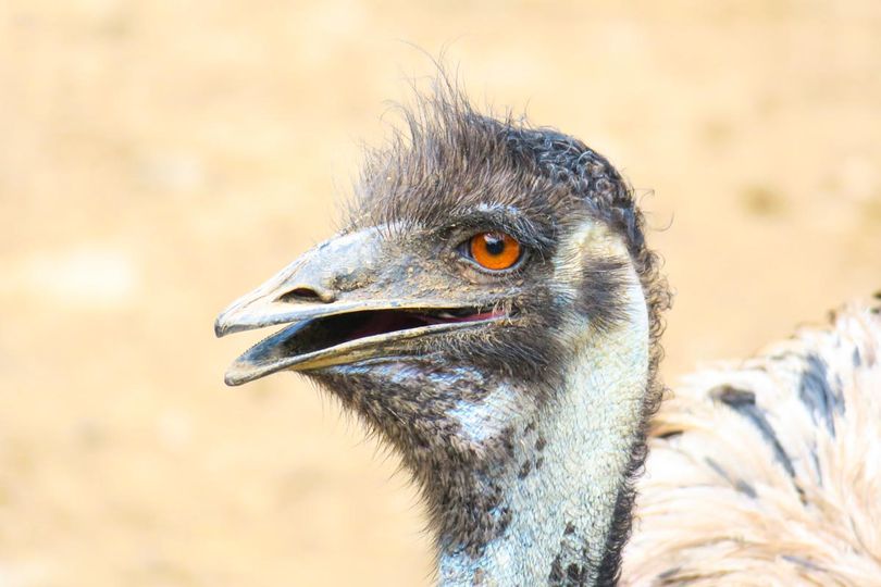 emu gives punchline